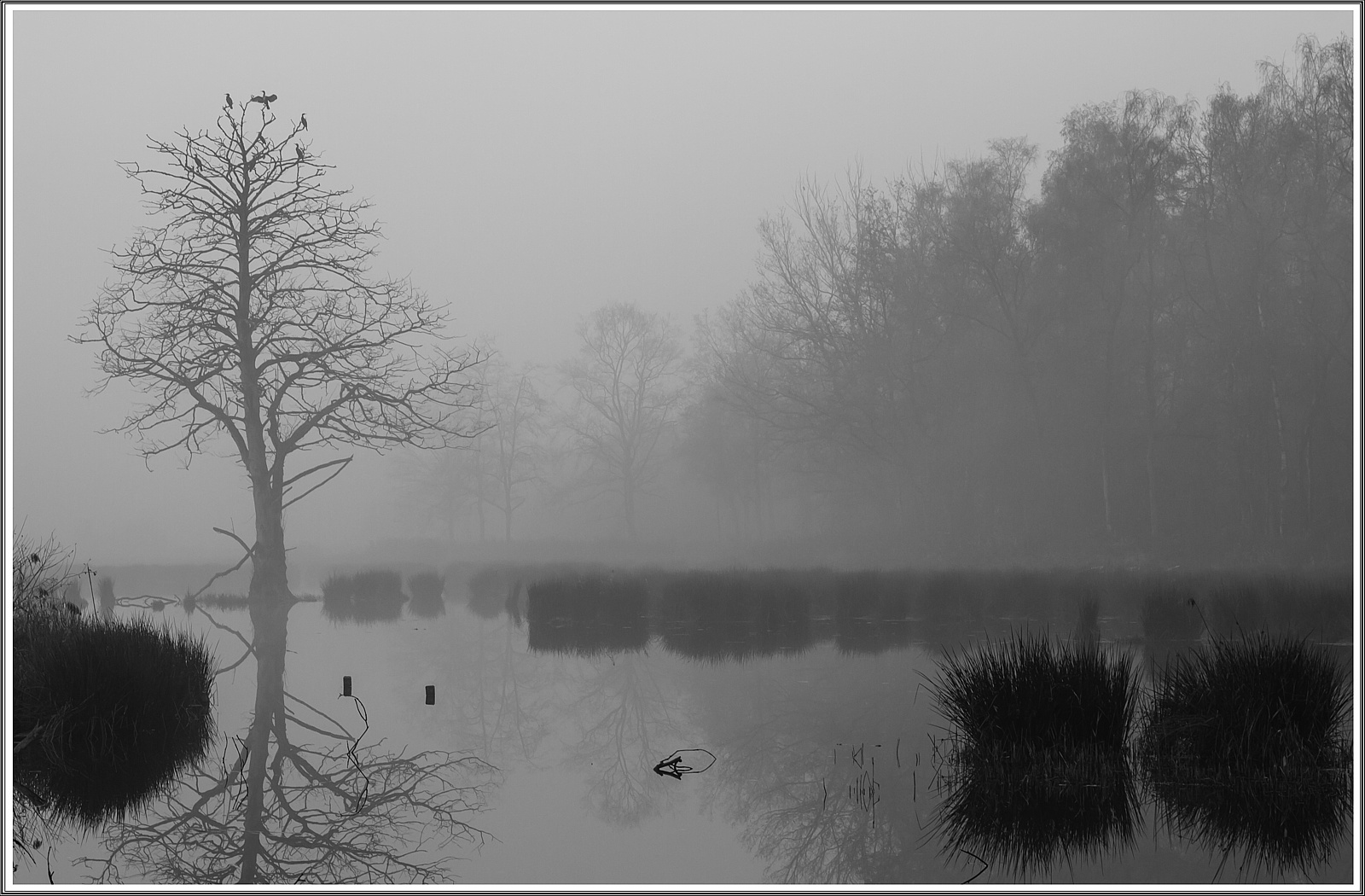 Nebel am See