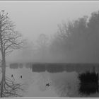 Nebel am See