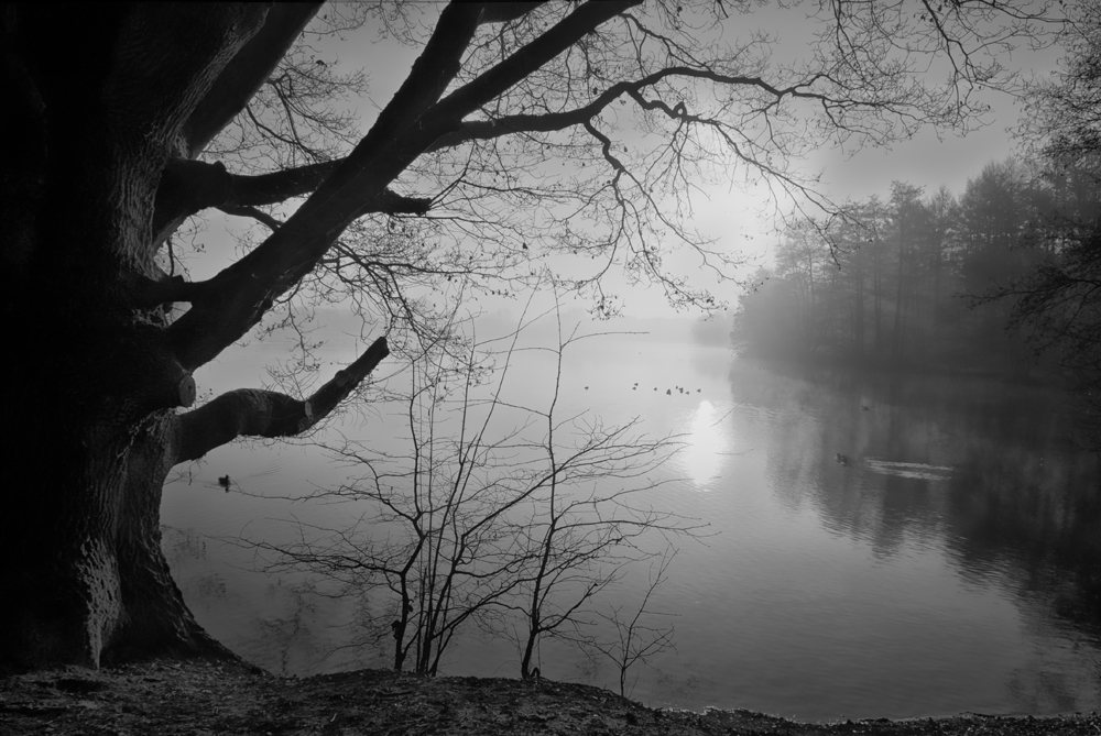 Nebel am See