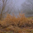 Nebel am See (niebla en el lago)