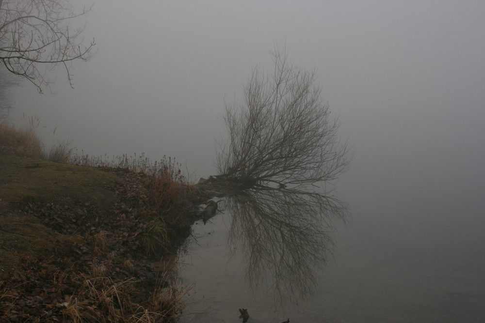 Nebel am Silbersee