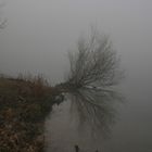 Nebel am Silbersee