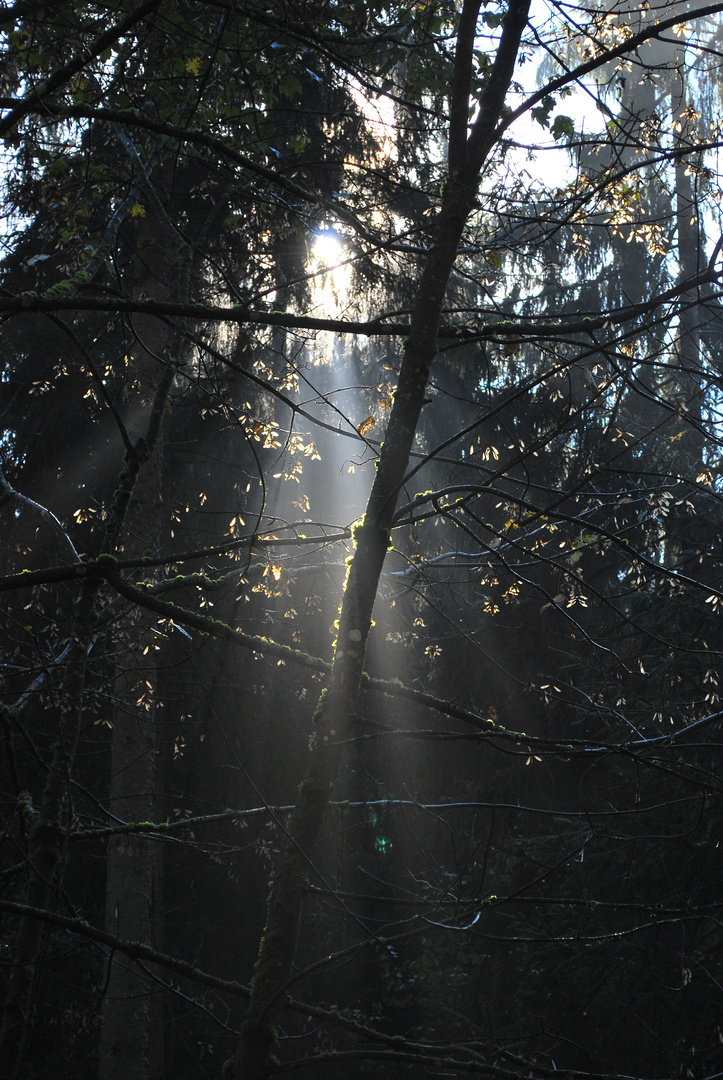 Nebel am späten Vormittag