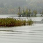 Nebel am Staffelsee