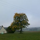 Nebel am Steinwald