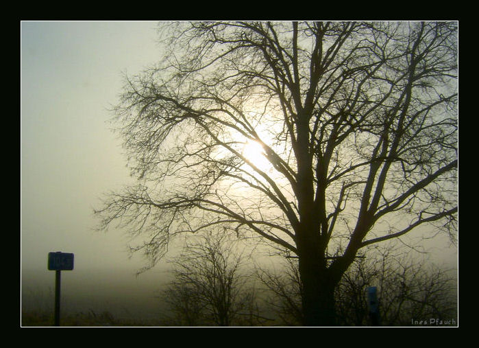 Nebel am Strassenrand - III