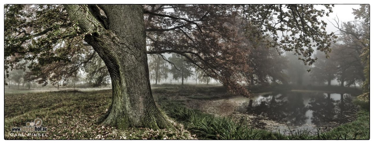 Nebel am Teich