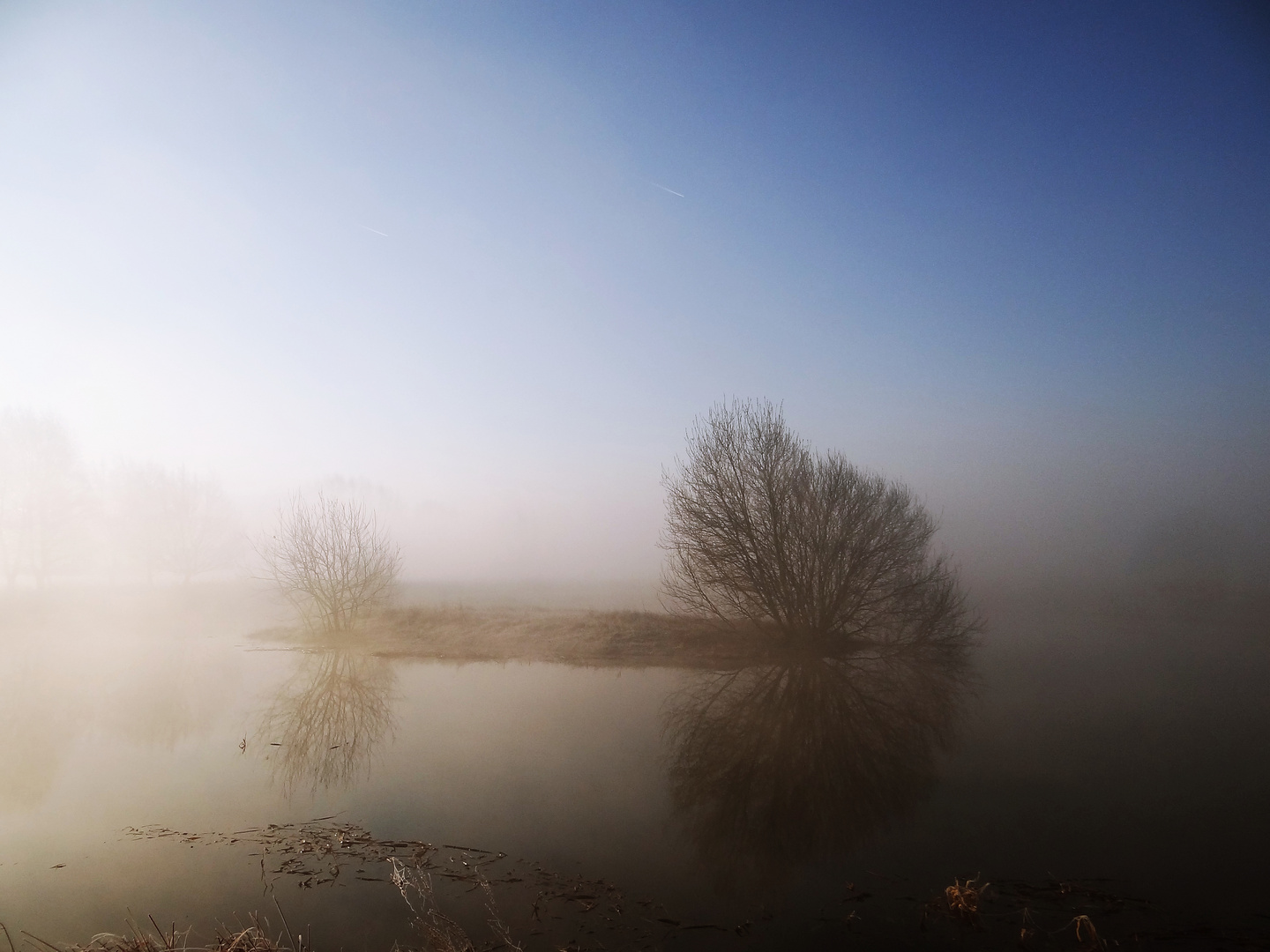 Nebel am Teich