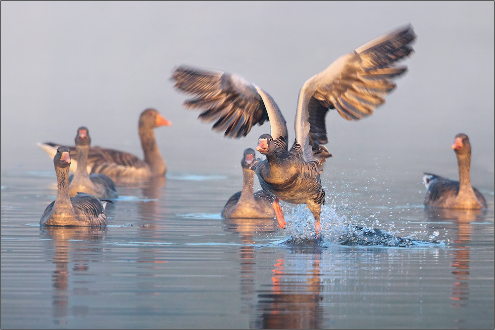 Nebel am Teich