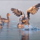 Nebel am Teich