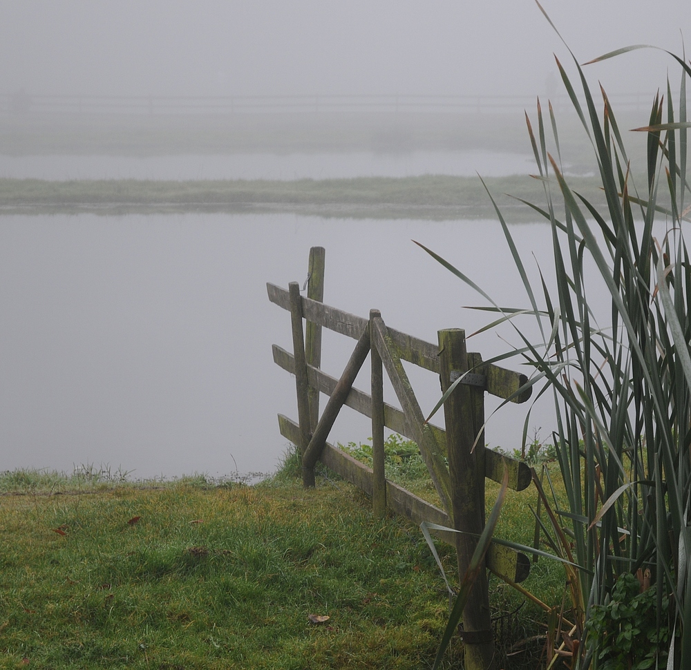 Nebel am Teich . . .