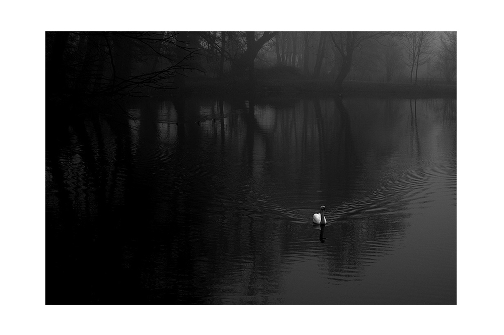 Nebel am Teich