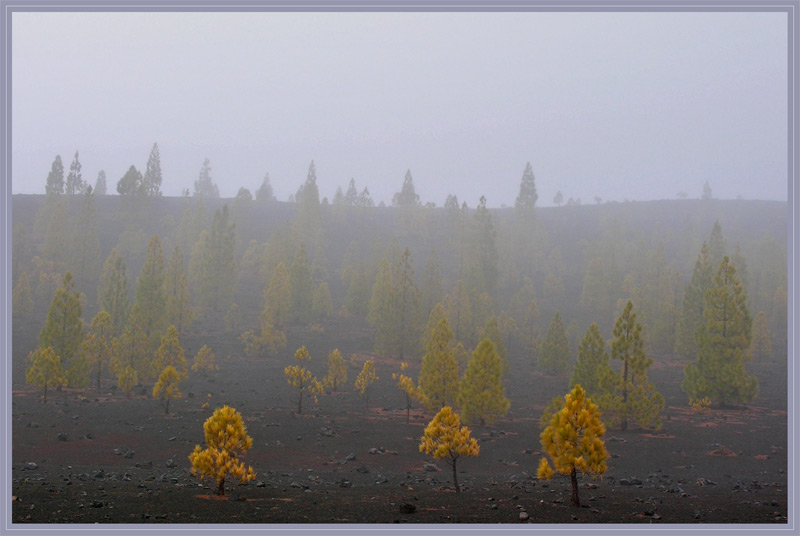 Nebel am Teide