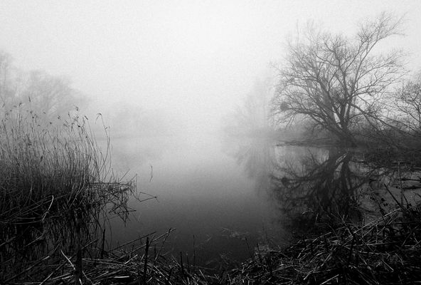 Nebel am toten Arm ... 