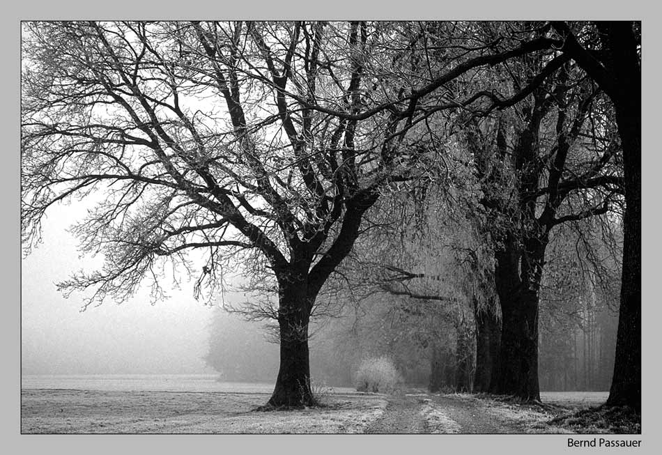 Nebel am Waldrand ...