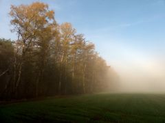 Nebel am Waldrand