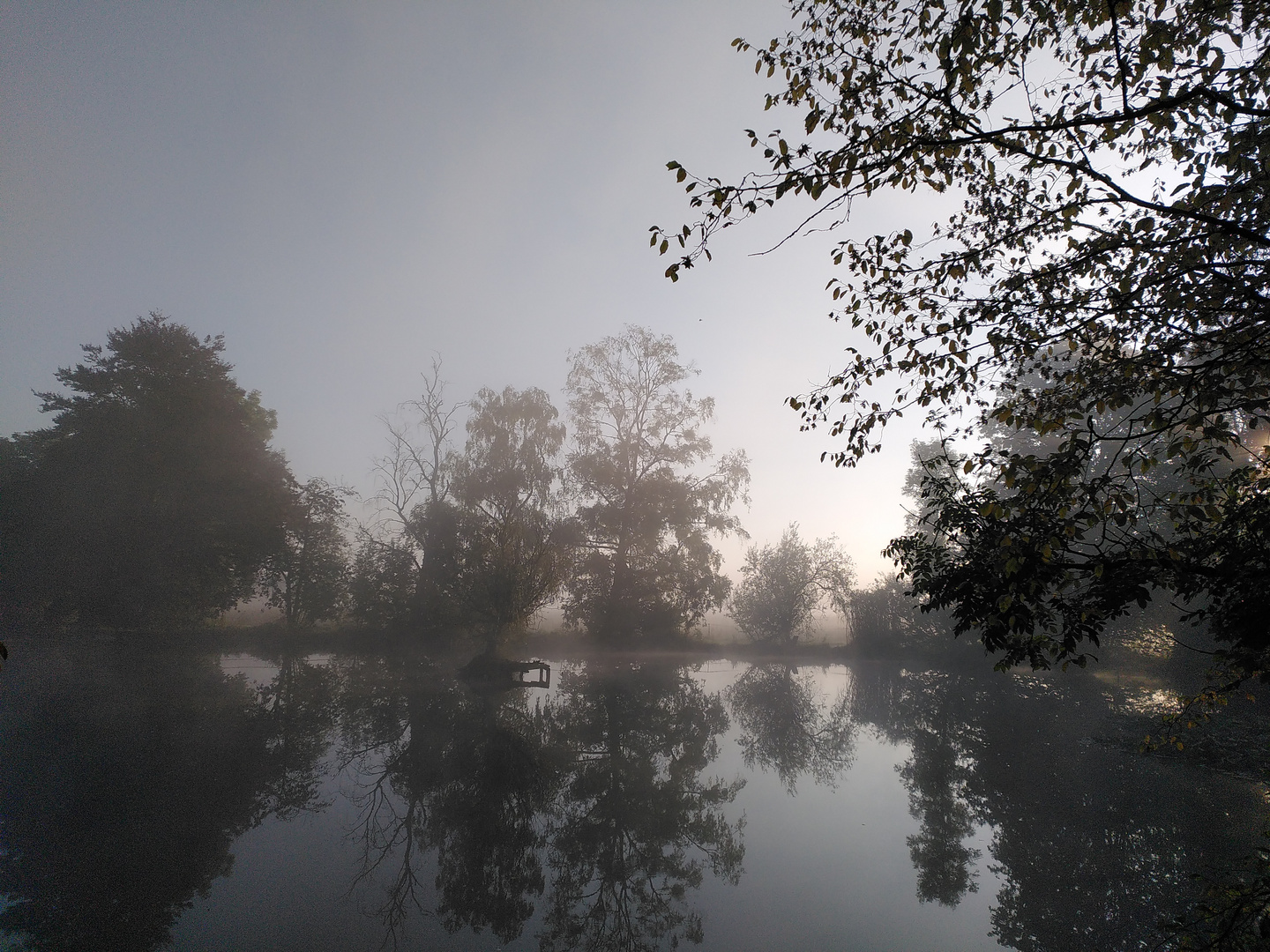 Nebel am Weiher