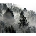 Nebel am Zugerberg