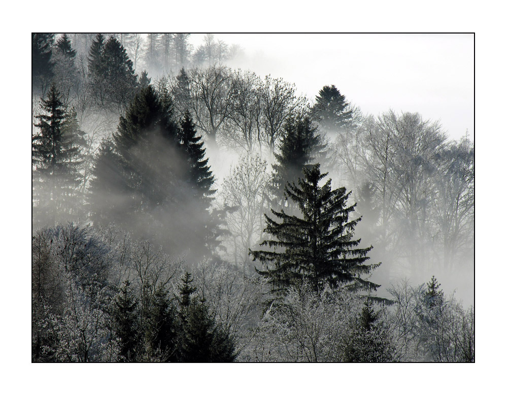 Nebel am Zugerberg