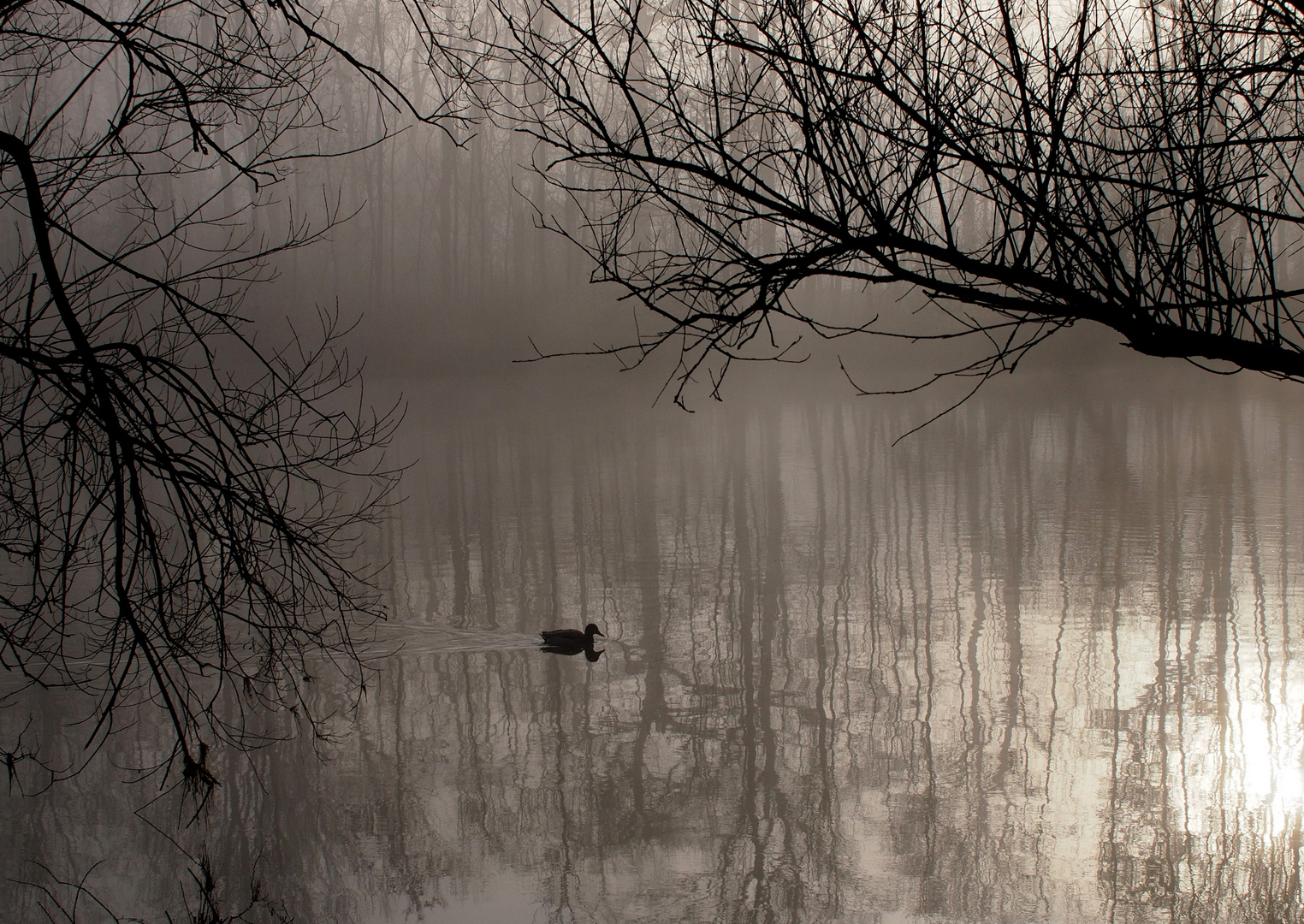 Nebel an der Donau!