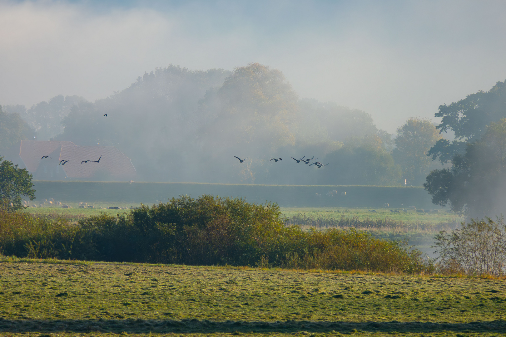 Nebel an der Elbe 