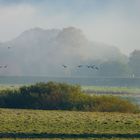 Nebel an der Elbe 