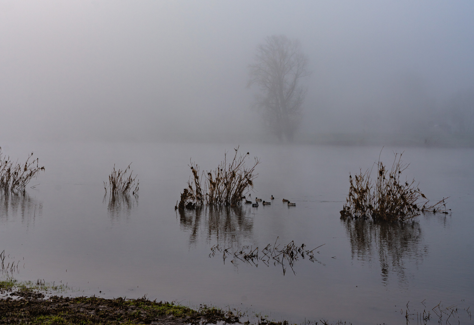 Nebel an der Elbe