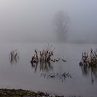 Nebel an der Elbe