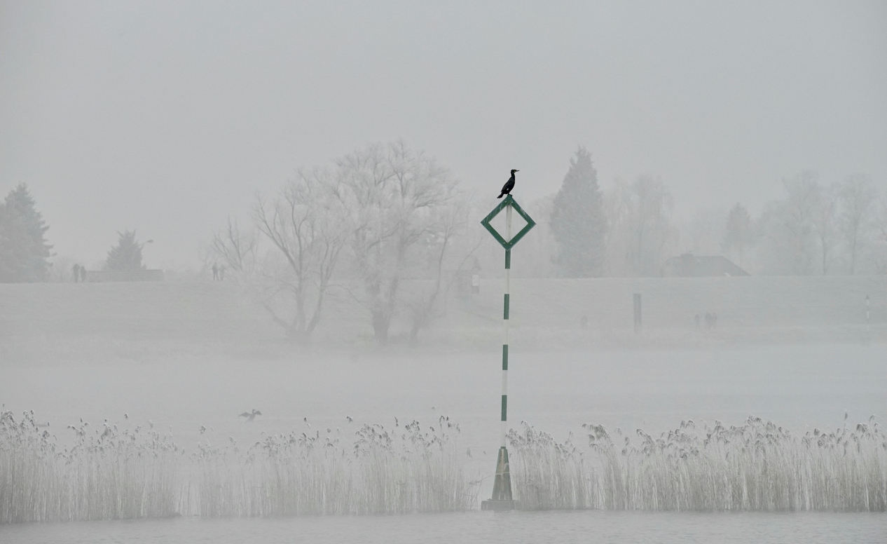 Nebel an der Elbe