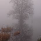 Nebel an der Elbe