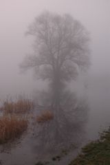 Nebel an der Elbe