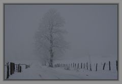 Nebel an der Fuchskaute im Westerwald