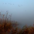 Nebel an der Havel