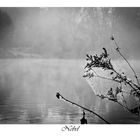 Nebel an der Isar