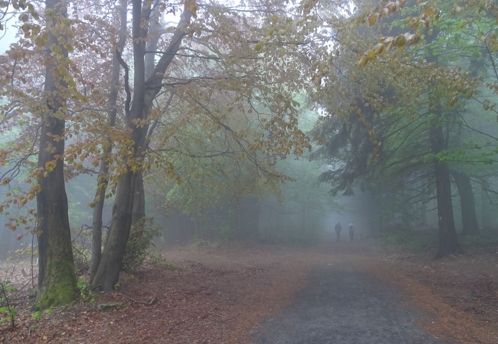 Nebel an der Lausche