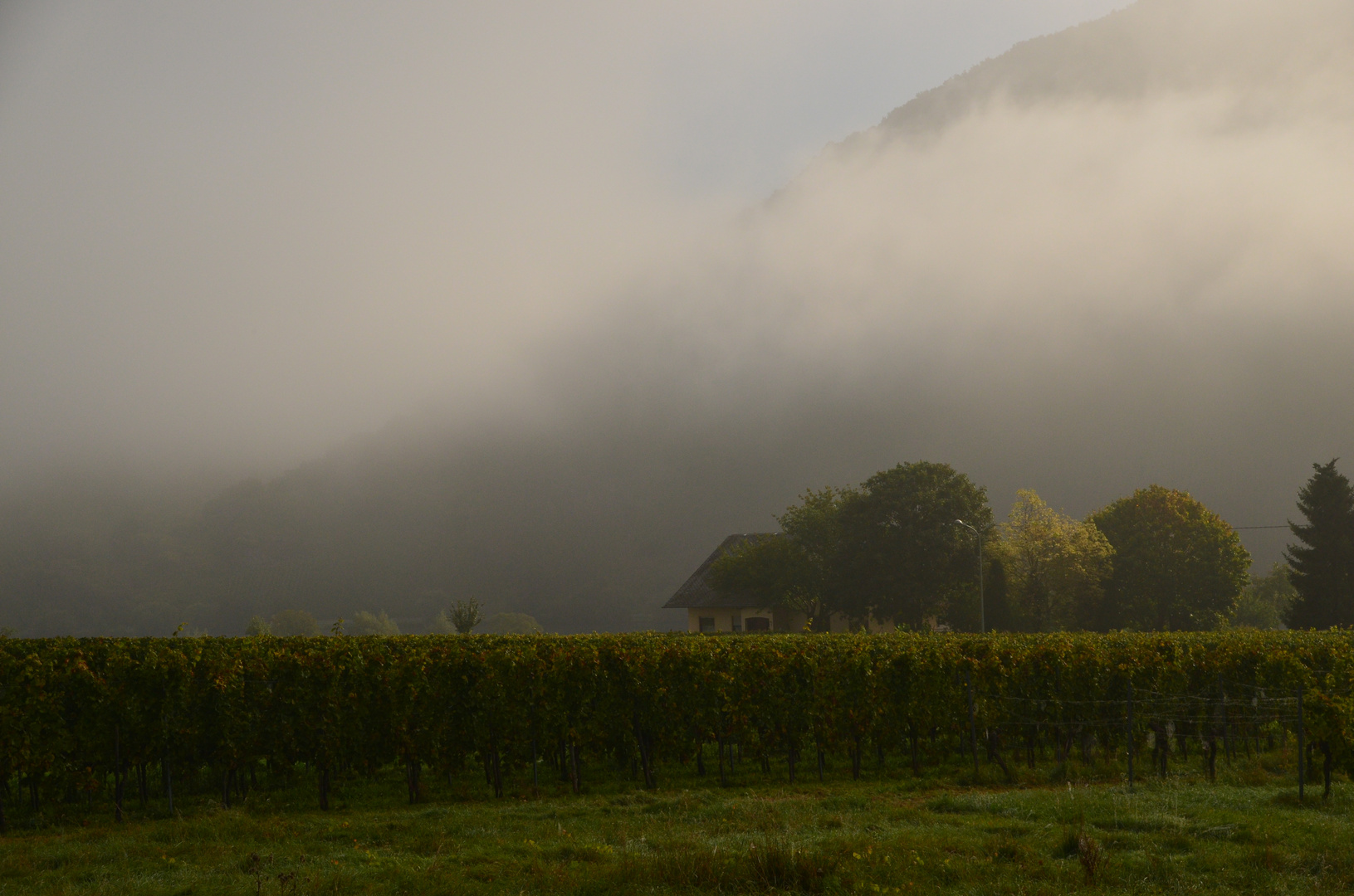 Nebel an der Mosel 2