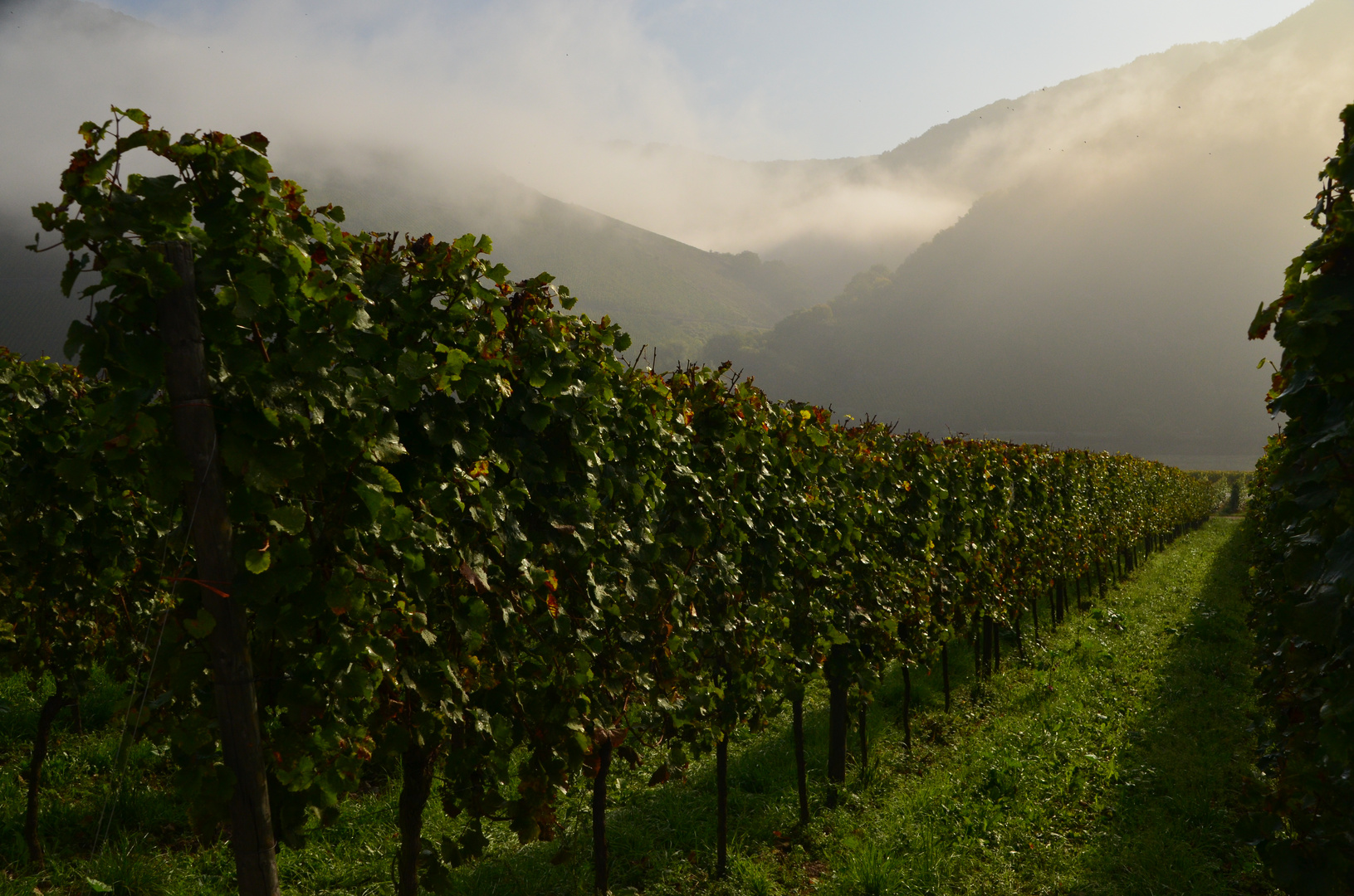 Nebel an der Mosel 3