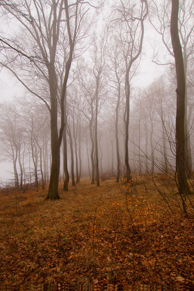 Nebel an der Steilküste