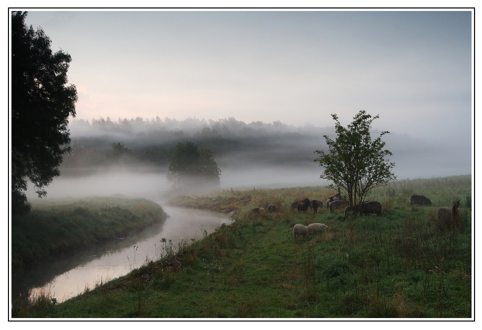 Nebel an der Warnow