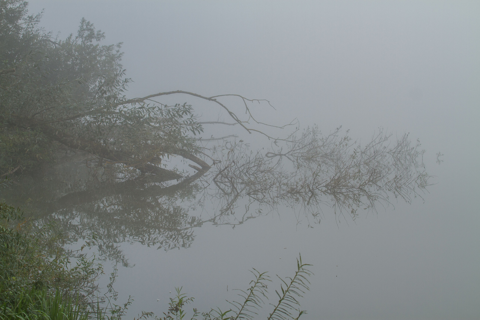 "NEBEL" auch du hast deinen besonderen Reiz - stimmt doch?