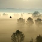 Nebel-Auen mit Krähe