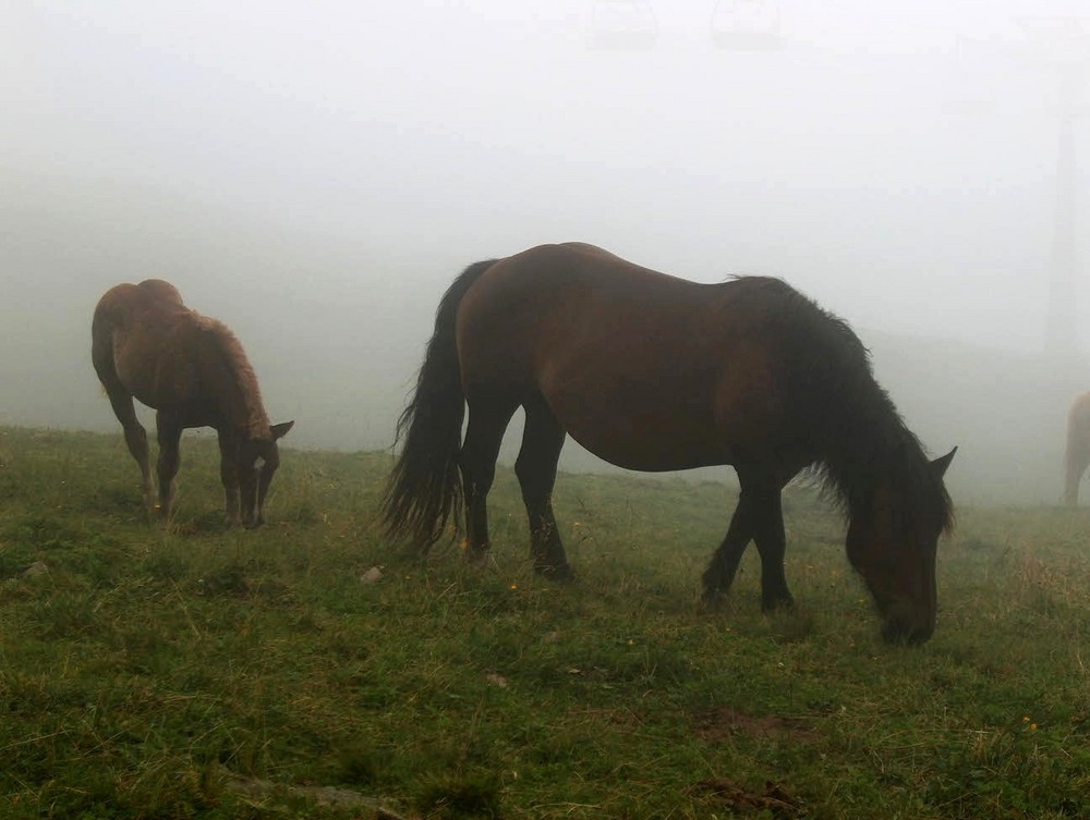 Nebel auf 1800 m.