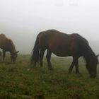 Nebel auf 1800 m.