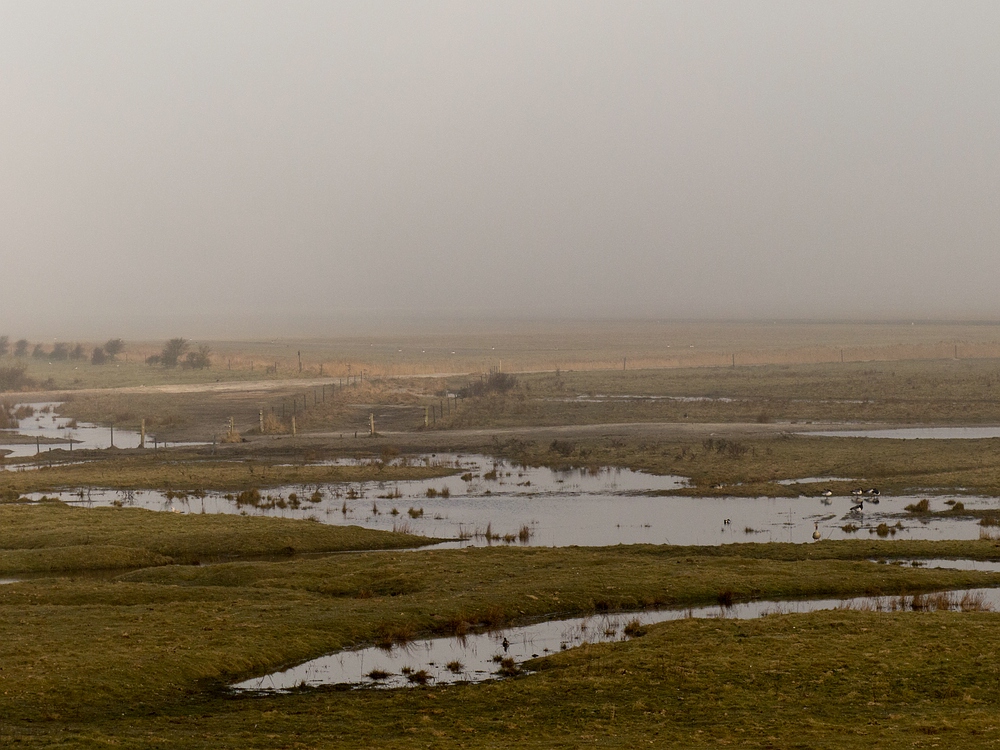 Nebel auf Borkum