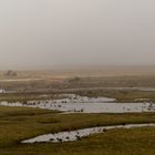 Nebel auf Borkum