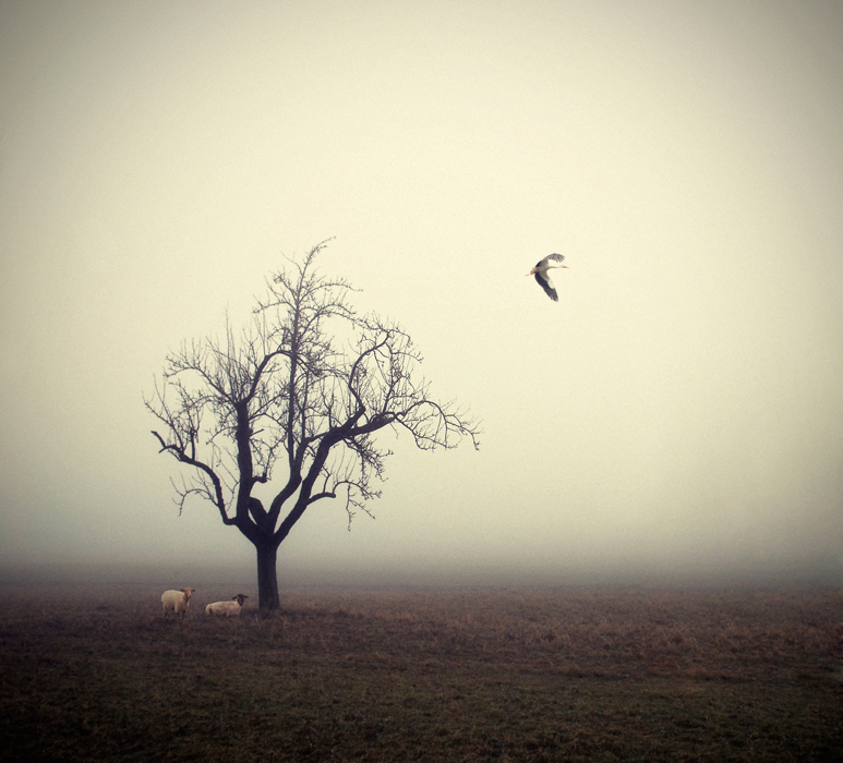 Nebel auf dem Feld