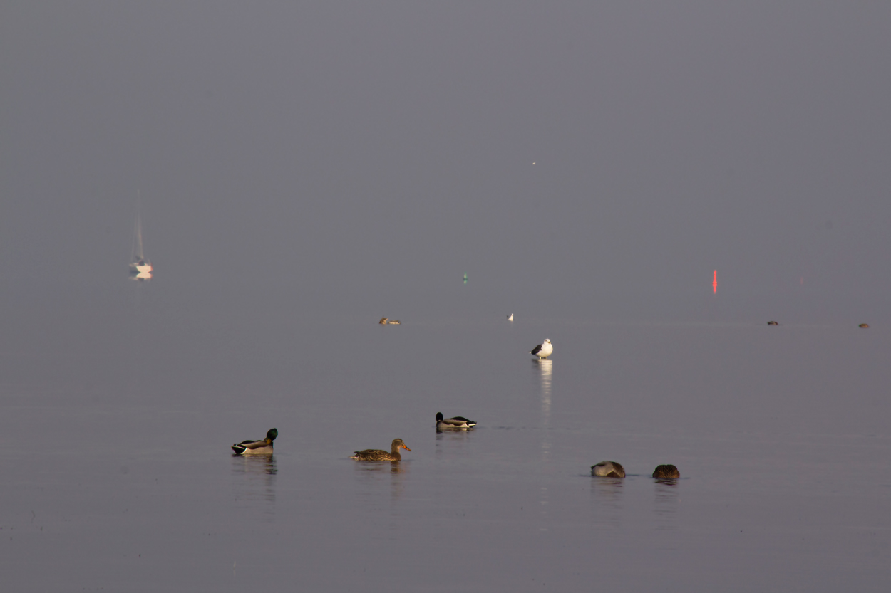 Nebel auf dem Greifswalder Bodden 2