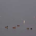 Nebel auf dem Greifswalder Bodden 2