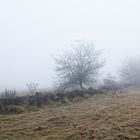 Nebel auf dem Hangarder Flur  (2)