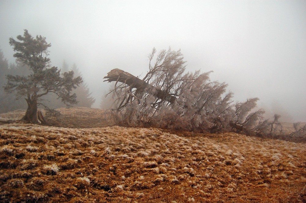 Nebel auf dem Hörnle